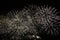 Captivating nocturnal view of dazzling fireworks illuminating sky during Bastille Day celebration