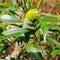 Captivating Olender Hawk Moth Caterpillar – Nature\'s Masterpiece