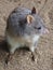 Captivating Petite Rufous Bettong in Natural Beauty.