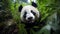 Captivating Photo Of A Harpia Harpyja Panda Bear In Brazilian Zoo