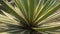 This captivating photo showcases the striking beauty of an agave plant.
