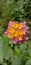 A captivating photograph of Lantana urticoides flowers