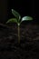Captivating photograph of a seeding plant reaching towards the light. Generative Ai