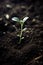 Captivating photograph of a seeding plant reaching towards the light. Generative Ai