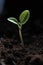 Captivating photograph of a seeding plant reaching towards the light. Generative Ai