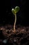 Captivating photograph of a seeding plant reaching towards the light. Generative Ai