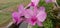 A captivating photograph showcasing the exquisite Cooktown Orchid