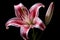 Captivating Pink lilly. Generate Ai