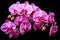 Captivating Pink orchids flowers. Generate Ai
