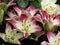 Captivating pink-white lily flower bed at Queen Elizabeth Park