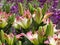 Captivating pink and white lily flowers at Queen Elizabeth Park Garden