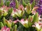 Captivating pink and white lily flowers at Queen Elizabeth Park Garden