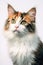 Captivating Portrait of a Patient Housecat High-Quality Image for Pet Enthusiasts