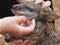 Captivating Precious Red-Necked Pademelon Being Tenderly Stroked.