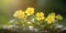 Captivating Primrose Flower on Beautiful Blurred Background