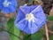 Captivating Purple colour flower Closeup portrait in the garden