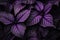 Captivating Purple flowers closeup dramatic. Generate Ai