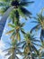 a captivating sight when the coconut leaves merge with the clouds in the sky