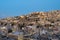 Captivating skyline of Amman, Jordan traditional houses atop a picturesque hill during blue hour