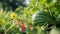 Captivating South Korean Watermelon: A Close-Up Summer Delight in Vibrant Fields