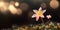Captivating star of bethleme Flower on Beautiful Blurred Background