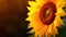 Captivating Sunflower Blossoming under the Sun. created with Generative AI