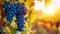 Captivating Sunset Glow: A Cluster of Blue Grapes Shimmering in the Vineyard