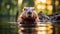 Captivating Sunset: A Majestic Beaver Swimming Underwater