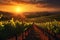 Captivating Sunset Over Picturesque Vineyards