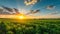 Captivating Sunset Scene: Tomato Bushes Adorn the Vast Green Fields of South Ukraine