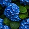 Captivating top view of vibrant hydrangea flower blooms, showcasing their mesmerizing beauty