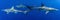 Captivating underwater wildlife photography of a majestic blue shark in its vast ocean habitat