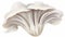 A captivating vector composition of a close-up view of a white oyster mushroom