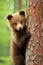 Captivating Vertical Photo of an Adorable Baby Bear Cub Exploring its Enchanting Forest Home