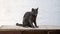 Captivating video of a grey Blue Russian cat positioned on a table against a white wall backdrop.