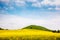 Captivating views of canola field in sunlight