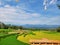 Captivating Views of Rice Fields