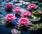 Captivating water lilies are in full bloom.