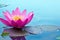 Captivating Water Lily Images: Nature\\\'s Beauty in Full Bloom.