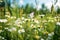 Captivating Wild Chamomile Flowers with Butterfly on a Sunny Meadow. Generative AI