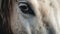 Captivating Wildlife Photography: A Close-up Of A Horse\\\'s Eye In Soft Light