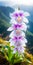 Captivating Wildlife Photography: Stunning White And Purple Orchid From Hawaii\\\'s Summit Mountain