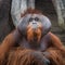 A captive adult Orangutan portrait