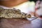 Captive baby crocodile with tied jaws on the table. Animals in captivity in Cuba zoo. Free space for text