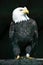 Captive Bald Eagle