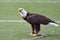 A captive bald eagle calls out