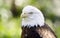 Captive Bald Eagle portrait, Bear Hollow Zoo, Athens Georgia USA