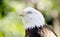 Captive Bald Eagle portrait, Bear Hollow Zoo, Athens Georgia USA