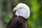 Captive Bald Eagle profile, Bear Hollow Zoo, Athens Georgia USA