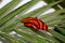 Captive Banded Orange Butterfly on a leaf